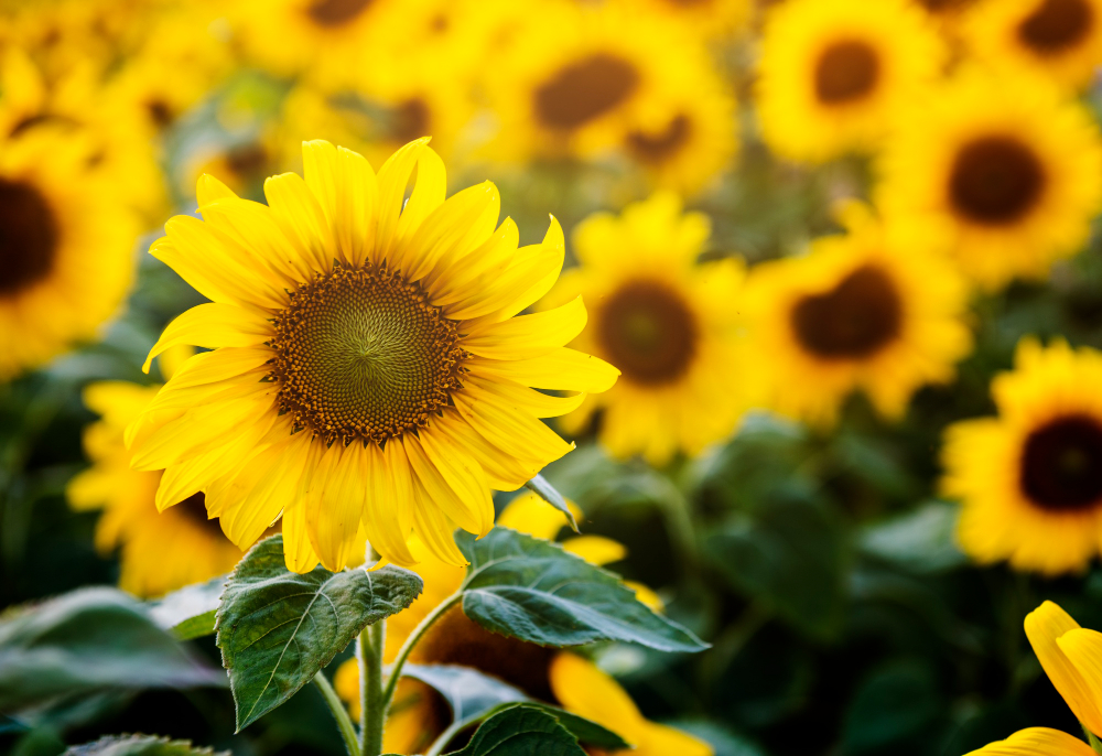 flores girasol campo